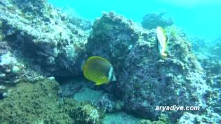 나비고기Chaetodon auripes Butterflyfish Whitecollar coralfish [upl. by Retsam991]