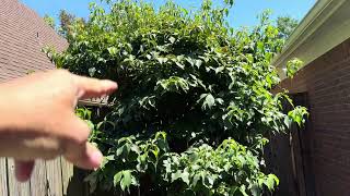 How to Shape up a Kousa Dogwood small Tree for small area [upl. by Santoro]