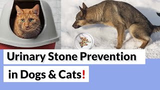 How To Prevent kidney amp bladder Stones in Dogs and Cats [upl. by Euqinim222]