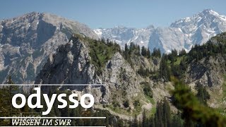 Schmetterlinge 1000km über die Alpen  SWR Wissen [upl. by Nyra]