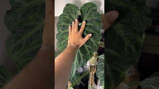 Giant Philodendron verrucosum flowering [upl. by Won30]