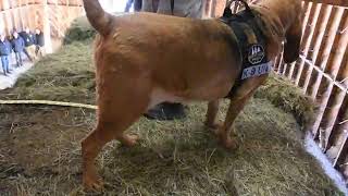 RAW  Cadaver dog sniffs spot where Patrick Frazee stored Kelsey Berreths body [upl. by Marucci]