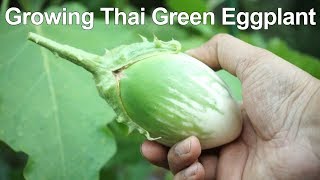 How To Grow Green Eggplant  Green Brinjal  Thai Eggplant Growing [upl. by Eejan]