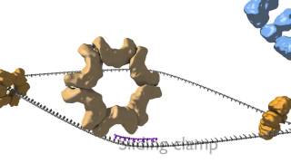 DNA Replication [upl. by Ilrak]