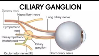 CILIARY GANGLION ANATOMY ciliary ganglion roots branches  keep learning [upl. by Lazor]