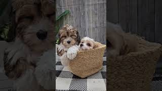 ✨Charming Cavachons 🐶 🐾 cavachon petlandracine puppiesforsale [upl. by Hannasus429]