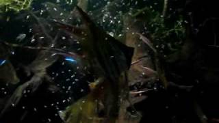 Feeding my Pterophyllum altum [upl. by Ainsley70]