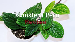 Costa Farms Monstera Peru  Review [upl. by Otte780]