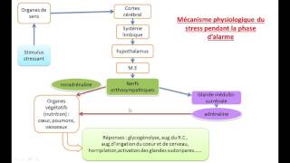 Hygiène de système nerveux 1 stress [upl. by Jessamine425]