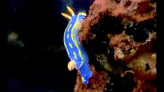 アオウミウシ Festive sea slug Hypselodoris festiva [upl. by Eenitsed]