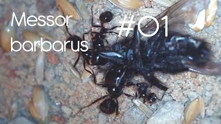 AmazingAnts  Messor barbarus  01 Introduction [upl. by Lorak154]