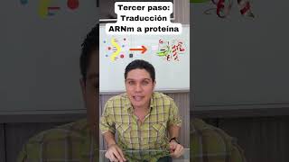 Dogma central de la biología molecular en 1 minuto [upl. by Rici]