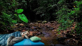 Peaceful Forest Ambiance Birds Singing and Gentle Water Flow [upl. by Mcquillin]