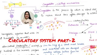 Circulatory system part2  Composition of blood and Coagulation [upl. by Euqinwahs]