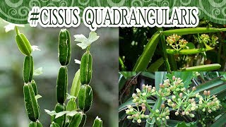 Suculentadodia  Cissus Quadrangularis [upl. by Irwin]