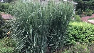 Prairie Winds Totem Pole Panicum  gardencrossingscom [upl. by Dorisa]