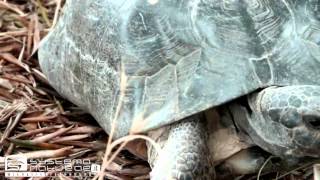 Testuggine marginata Testudo marginata  Marginated Tortoise or Margined Tortoise [upl. by Fronnia]