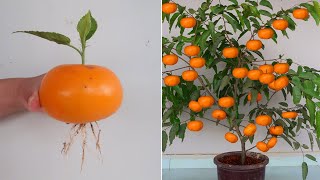 How to grow Persimmon tree from banana for beginners [upl. by Ortiz614]