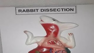 Pharma Rabbit Intestine Ileum Agonist Drug Test B7 [upl. by Tybald]