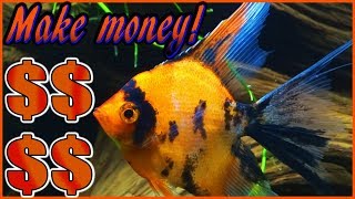 Want to breed angelfish and make money Use this angelfish breeding setup [upl. by Niattirb]