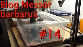 Blog Messor barbarus 14  Observation amp nettoyage [upl. by Haye]