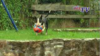 Bull Terrier Informationen zur Rasse [upl. by Annai]