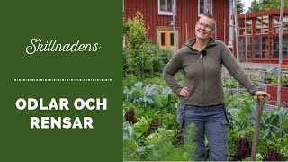 Rensar och odlar i Skillnadens Trädgård [upl. by Emera]