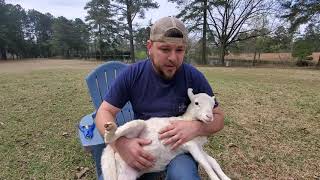 Banding our lambs  Castrating tutorial lazypondfarm [upl. by Ocimad983]