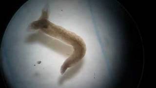 Twoheaded Planarian Planaria Regeneration Experiment [upl. by Novel688]