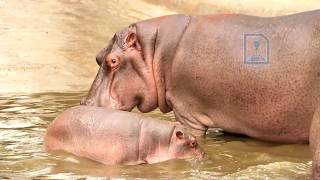 Best of Delhi Zoo I National Zoological Park Delhi [upl. by Bibah]