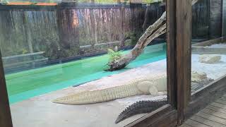 Mind Boggling Long Tail on Leucistic Alligator Feros Resting Foot on Chip at Gatorland Orlando [upl. by Schellens]