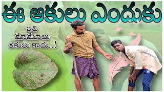 ఇవి మామూలు ఆకులు కాదుUNBEATABLECULTURE VIDEOCOMEDY VIDEOINFORMATIONFUNNYVIDEO INSPIRATION [upl. by Aremat]