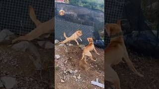 street dog fight  dog barking sound  dogs fight video dogfight streetdog [upl. by Terle824]