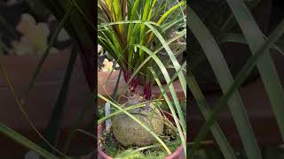 Discover the Fascinating and Unique Ponytail Palm Beaucarnea recurvata Grows more than 20 feet💚😮 [upl. by Nedla93]