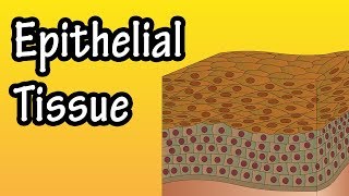 Epithelial Tissue  What Is Epithelial Tissue  Functions Of Epithelial Tissue  Epithelial Cells [upl. by Melony]