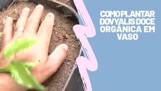 Como Plantar Dovyalis Doce orgânica em vaso [upl. by Gombach121]