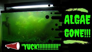 How To Get Rid Of Algae In Your Fish Tank 10 Fast Ways [upl. by Nickolai198]