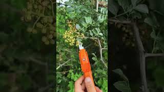 Portable berry picking tool Good tools and machinery can increase work efficiency [upl. by Ellekram]