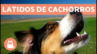 Latidos de cachorros os mais fofos e engraçados [upl. by Ilac]