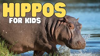 Hippos for Kids  Learn all about hippopotamuses [upl. by Huai666]