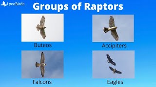 Buteo vs Accipiter vs  How to Identify the Major Groups of Hawks and Raptors for Hawkwatching [upl. by Esbensen]