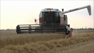 Laverda 3890 Threshing Wheat Part 1 [upl. by Okuy]