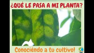 Enfermedades de plantas manchas en citricos hablando de la leprosis de los citricos [upl. by Dominus879]