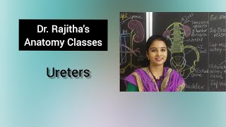 Excretory system part III anatomy of ureter by DrRajitha Vanga [upl. by Aniram133]