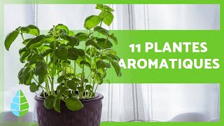 11 PLANTES AROMATIQUES DINTÉRIEUR 🌿 Usages et soins [upl. by Imogene]