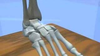 Ankle amp Subtalar Joint Motion Function Explained Biomechanic of the Foot  Pronation amp Supination [upl. by Aidroc118]