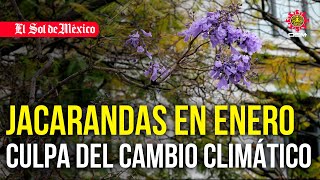 Jacarandas en enero culpa del cambio climático [upl. by Cho]