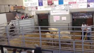 Woodville Ontario cattle sale [upl. by Yerffeg]