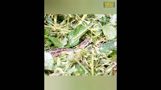 Daring Bullet Ant stepping over venamous Russells Viper snake russellviper shortvideo shorts [upl. by Iarised256]