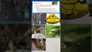 Imprinting vs Insight LearningUnderstanding the Differencesanimals youtubeshortsviral trending [upl. by Yennor]